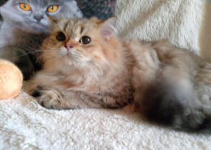Photo №4. I will sell british longhair in the city of Tomsk. from nursery, breeder - price - negotiated