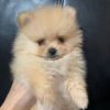 Photo №1. pomeranian - for sale in the city of London | negotiated | Announcement № 71110