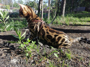 Photo №2 to announcement № 4290 for the sale of bengal cat - buy in Russian Federation private announcement, from nursery, breeder