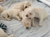 Additional photos: Champion bloodline Golden Retriever Puppies available now for sale