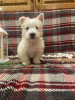 Photo №3. West Highland terrier puppies for sale. Germany