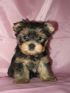 Photo №1. yorkshire terrier - for sale in the city of Murghab | 500$ | Announcement № 584
