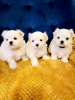 Photo №1. non-pedigree dogs - for sale in the city of Modesto | 400$ | Announcement № 90297