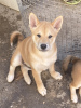 Photo №2 to announcement № 77526 for the sale of shiba inu - buy in Serbia breeder