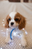 Photo №1. cavalier king charles spaniel - for sale in the city of Prague | 1902$ | Announcement № 43858