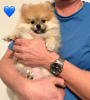 Photo №2 to announcement № 95578 for the sale of german spitz - buy in Czech Republic private announcement