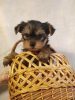 Photo №1. yorkshire terrier - for sale in the city of Vilnius | 475$ | Announcement № 71254