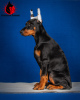 Photo №3. Doberman puppies with RKF documents. Russian Federation