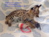 Photo №2 to announcement № 83598 for the sale of savannah cat - buy in Oman private announcement
