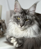 Photo №1. maine coon - for sale in the city of Munich | 500$ | Announcement № 105202