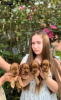 Photo №1. non-pedigree dogs - for sale in the city of Нови Сад | negotiated | Announcement № 108726