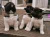 Photo №3. Stunning Akita puppies. United Kingdom