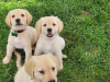 Photo №1. golden retriever - for sale in the city of Антверпен | Is free | Announcement № 109605