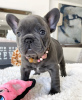 Photo №4. I will sell french bulldog in the city of Helsinki. private announcement, breeder - price - 423$