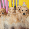 Photo №1. golden retriever - for sale in the city of Berlin | negotiated | Announcement № 115949