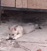 Additional photos: Czechoslovakian Wolfdog puppies