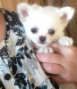 Photo №4. I will sell chihuahua in the city of Yekaterinburg. breeder - price - 396$