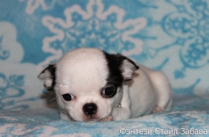 Photo №2 to announcement № 1913 for the sale of chihuahua - buy in Russian Federation from nursery