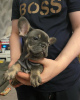 Photo №2 to announcement № 127365 for the sale of french bulldog - buy in Germany private announcement