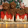 Photo №4. I will sell poodle (toy) in the city of Бачка-Паланка. breeder - price - negotiated