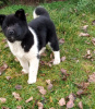 Photo №4. I will sell american akita in the city of Москва. private announcement - price - negotiated