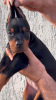 Additional photos: Doberman puppies for sale