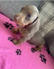 Photo №3. 2 Left - Beautiful Miniature Dachshund For Free Adoption. United States