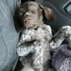 Photo №1. german shorthaired pointer - for sale in the city of Munich | 740$ | Announcement № 120868