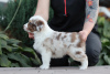 Photo №1. australian shepherd - for sale in the city of Tula | negotiated | Announcement № 121903