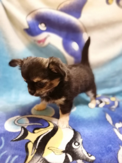 Additional photos: Chihuahua girl on Sale!