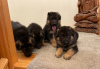 Photo №2 to announcement № 41373 for the sale of german shepherd - buy in Russian Federation 