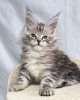 Photo №2 to announcement № 115127 for the sale of maine coon - buy in Germany 