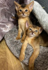 Photo №1. abyssinian cat - for sale in the city of Berlin | negotiated | Announcement № 74514