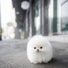 Photo №1. pomeranian - for sale in the city of New York | 500$ | Announcement № 103354