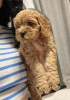 Additional photos: Cavapoo puppies