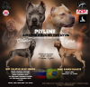 Photo №1. american pit bull terrier - for sale in the city of Ulyanovsk | 651$ | Announcement № 84673