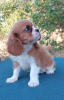 Photo №2 to announcement № 114056 for the sale of cavalier king charles spaniel - buy in Ukraine breeder