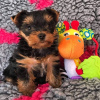 Photo №1. yorkshire terrier - for sale in the city of Aalter | 423$ | Announcement № 96322