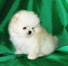 Photo №2 to announcement № 7828 for the sale of pomeranian - buy in Russian Federation breeder