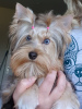 Photo №1. yorkshire terrier - for sale in the city of Фёрде | negotiated | Announcement № 26417