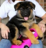 Photo №1. german shepherd - for sale in the city of Alicante | negotiated | Announcement № 176550