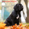 Photo №3. Italian Cane Corso puppies. Belarus