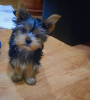 Photo №1. yorkshire terrier - for sale in the city of Tbilisi | 500$ | Announcement № 97089