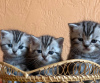 Photo №3. Booking is open for Scottish kittens, color SFS 71 n22. Belarus