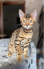 Photo №1. bengal cat - for sale in the city of Vologda | 260$ | Announcement № 7764