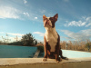 Photo №4. I will sell boston terrier in the city of Elche. breeder - price - 1796$