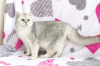 Photo №2 to announcement № 30214 for the sale of british shorthair - buy in Belarus breeder