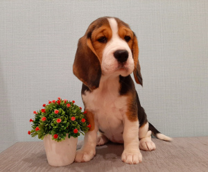 Photo №4. I will sell beagle in the city of Cherepovets. breeder - price - 435$