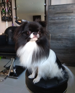 Photo №2. Mating service japanese chin. Price - negotiated