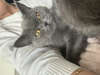 Photo №1. british shorthair - for sale in the city of Munich | negotiated | Announcement № 74427